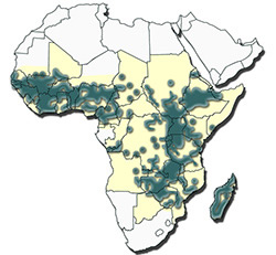 Distributiuon of Amblyomma variegatum