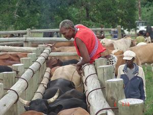 A herdsman inspects his cattle, South Africa