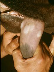 Tongue lesions commence as blanched foci which develop into vesicles containing 